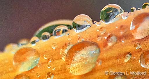 Daylily Droplets_P1150349-54crop.jpg - Photographed at Smiths Falls, Ontario, Canada.